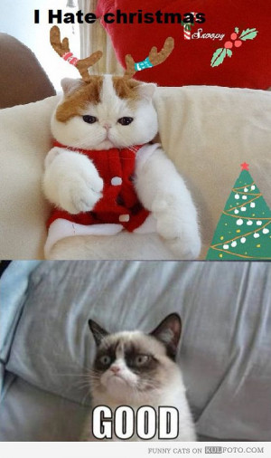 Cats that hate Christmas