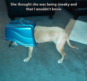 sneaky dog