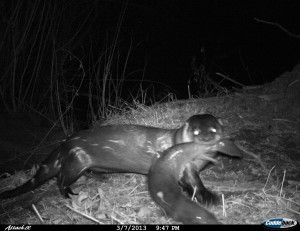 North American River Otter Caught On Camera For The First Time In A ...