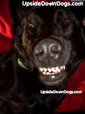 Black Labrador Retriever - Funny Pictures of Puppy Dogs Upside Down ...