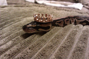 Ball python python i cant believe he let me do this snakes in hats ...