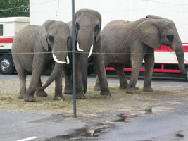 elephants at Circus Fratellini exhibiting signs of behavioural ...