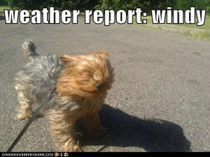 Windy Dog Meme