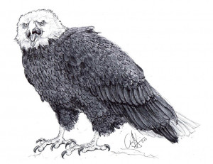 Bald Eagle Skeleton How Draw Dragoart Tuts