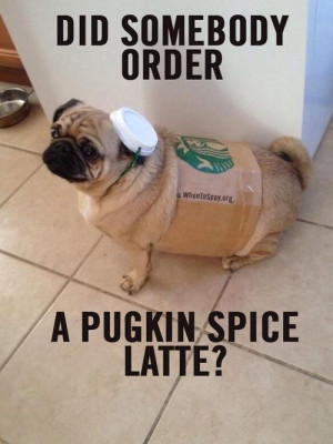 ... tags for this image include: starbucks, cute, pug, dog and funny