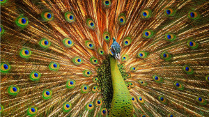 Beautiful Cute Peacock Download...