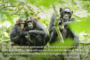 Chimpanzees in Uganda | USA.gov | USAid Africa Bureau
