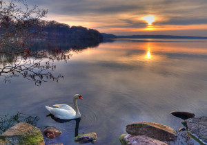 God-The creator God's Beautiful Swans ♥