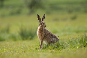 Our Forest of Bowland Holiday Cottages Hare by Toon Photo