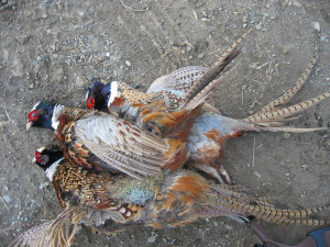 Pheasant, chukar, and quail – bird hunting in Northern California