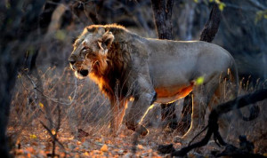 MATTER OF PRIDE: A lion on a stroll at the Gir Sanctuary recently ...