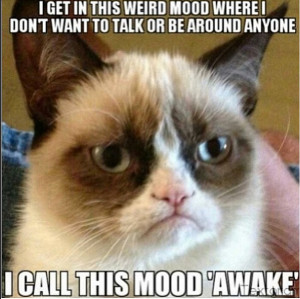 Grumpy Cat Meme 05