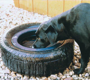 Discuss I'm running out of ideas ..... (Vent) at the Horse Chat ...