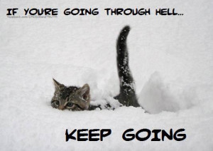 cute kitten walks through deep snow in this inspirational picture ...