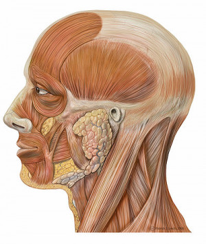 Human Physiology/The Muscular System: Wikis