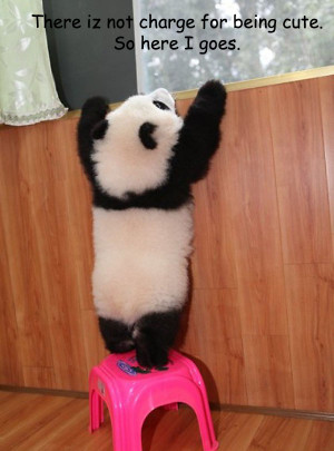 ... giulia in bears tags animals baby bears cubs panda photos stretchung 1