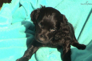 Boykin Spaniel Puppies For Sale
