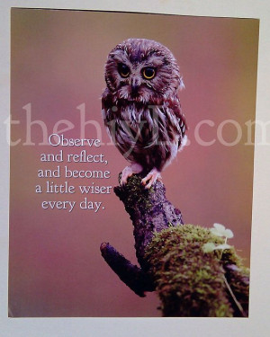 Observe and Reflect Owl Photo Print 8x10 by happinessinyourlife, $7.95