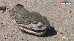 Rattlesnake can attack even after 1 hour of decapitating its head