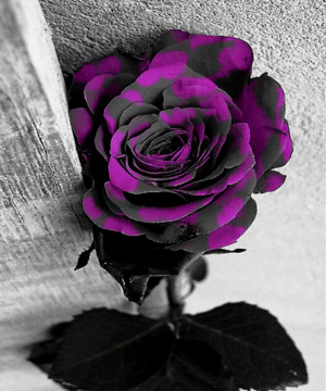 Purple Rose Man Black Nice...