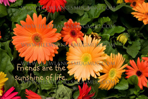 Gerber Daisies - Friends Quote Friends are the sunshine of life