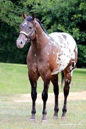 Appaloosa Horses for Sale in Florida
