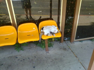 waiting for bus and asking funny health jokes and safety quotes