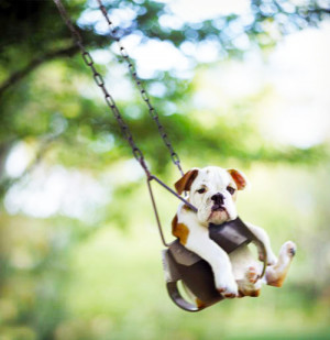 bull-dog-in-a-swing Amina Michele aminamichele.com [ Everyday Tips for ...