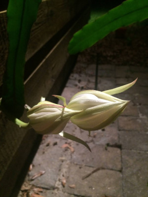 Epiphyllum Hookeri. First blooms of the year. One of the most ...