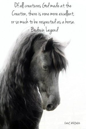 ... share to facebook share to pinterest labels friesian friesian stallion