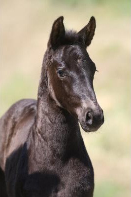 Welcome to the Realm