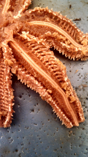 Starfish Dissected Arm Disk