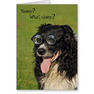 Short Sighted Border Collie Card