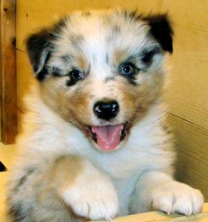 Australian Shepherd Puppies