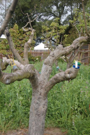 Bark Grafting Apple Trees