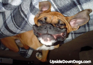 ... funny boxer dogs funny boxer dog pictures funny boxer dog boxer pups
