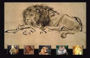 These are the cool lion pics images quotes Pictures