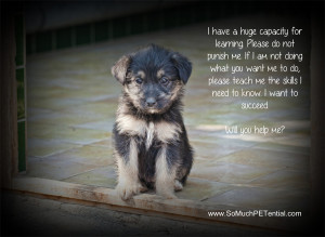 Filed Under: dog quote , dog training Tagged With: dog training tip