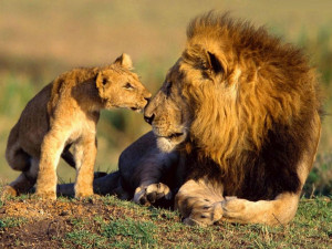 Free Picture > Animal Wildlife Lions - african animals