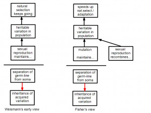 ... reproduction. Black arrows indicate a supportive connection and red