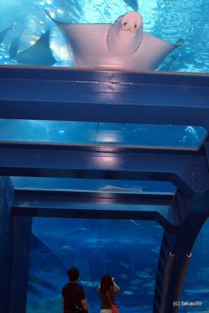 Okinawa Churaumi Aquarium – Japan is creative inspiration for us ...