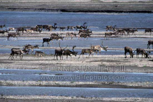 Barren-Ground-caribou-crossing-Sag-River-during-migration-in-Alaska.