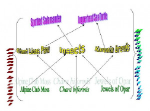 More Basic Food Chain Where...