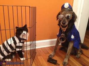 Cat burglar and police dog