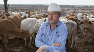 Northern Territory live cattle export numbers hit record highs in 2014 ...