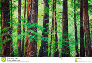 Redwood Forest Trees