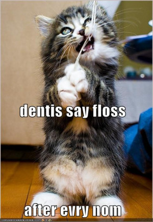 funny-pictures-kitten-flosses-as-per-instructions-of-dentist - funny ...