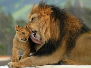 Cute big cats (50 pics)
