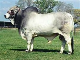 Brahman Cattle »