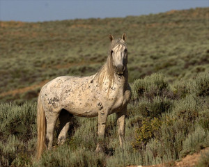 Mustang Stallion 174